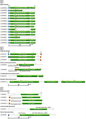 Characterization of Glycoside Hydrolase Families 13 and 31 Reveals Expansion and Diversification of α-Amylase Genes in the Phlebotomine Lutzomyia longipalpis and Modulation of Sandfly Glycosidase Activities by Leishmania Infection